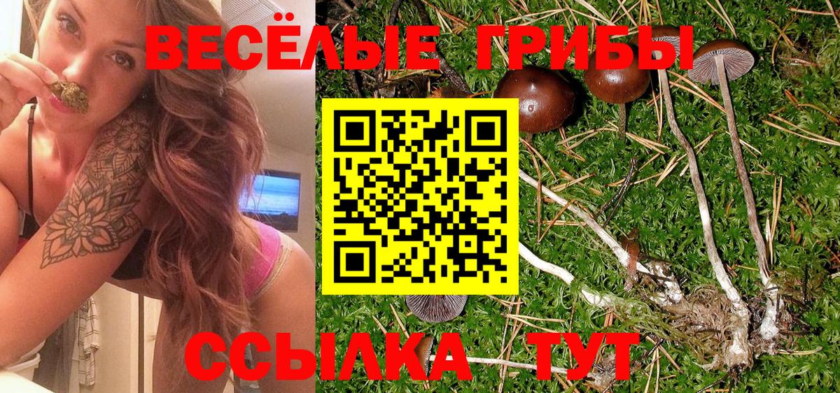 Галлюциногенные грибы Psilocybe Бузулук