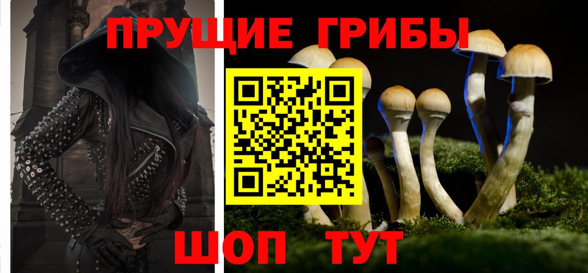 Псилоцибиновые грибы Psilocybe  Бузулук 